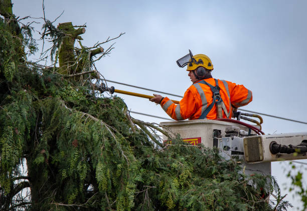 How Our Tree Care Process Works  in  Paloma Creek, TX