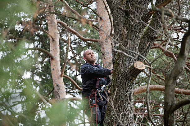 Professional Tree Removal Services in Paloma Creek, TX